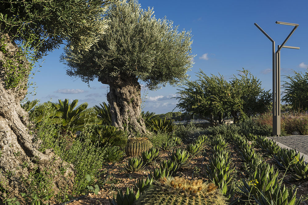 Olivos cenenarios, algarrobos y plantas mediterráneas en el jardín de la villa Rihana. Al lado, lámpara Bamboo de VIbia